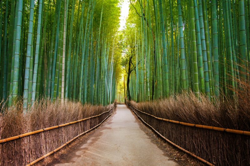 嵐山竹林